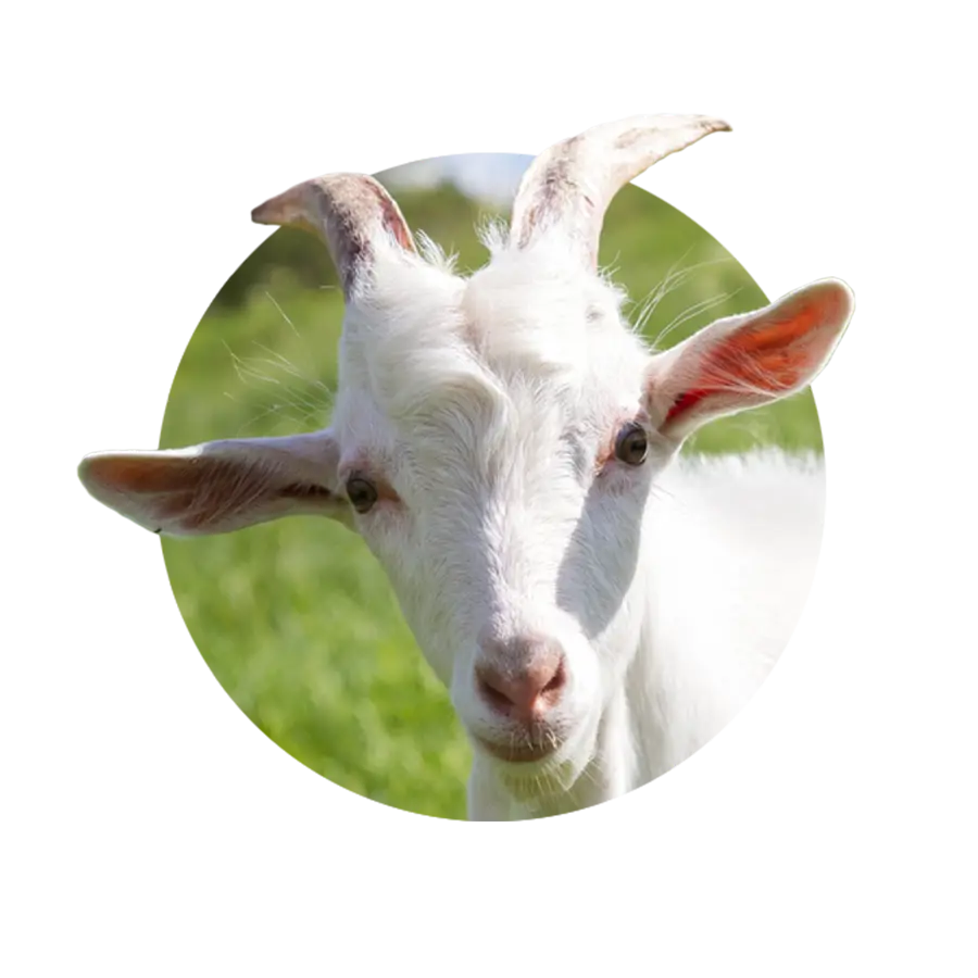 Beautiful white goat image in PNG format 