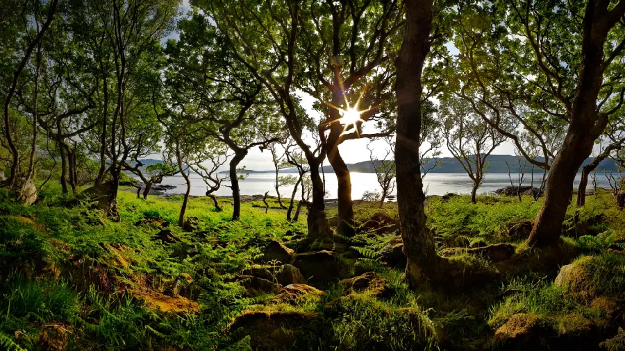 Download the wallpaper of the lush and pleasant forest nature HD 