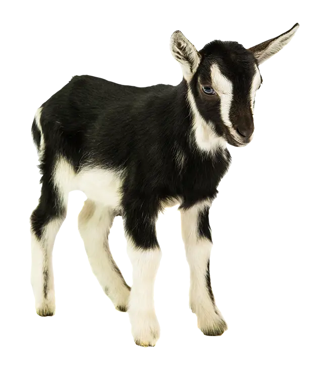 Cute and Googly Black and White Goat Photo in PNG Format