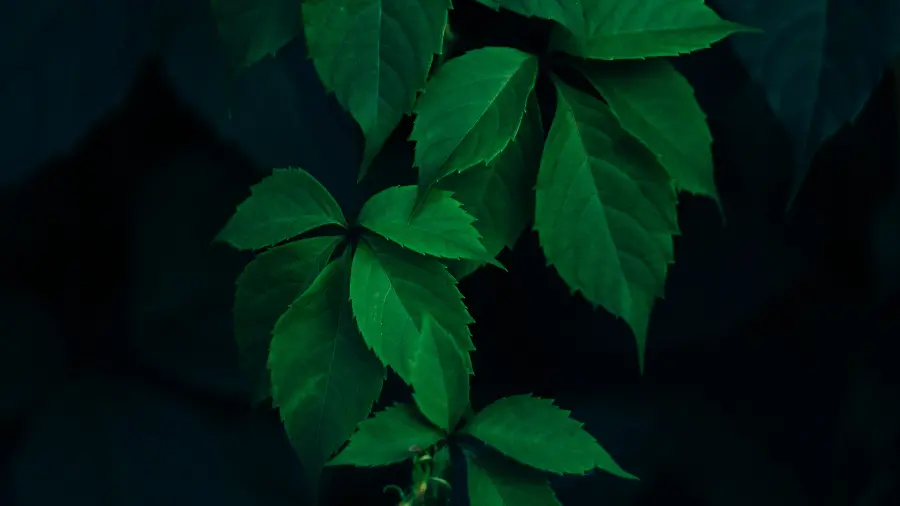 New 5K Windows 11 and 12 Background Green Petals