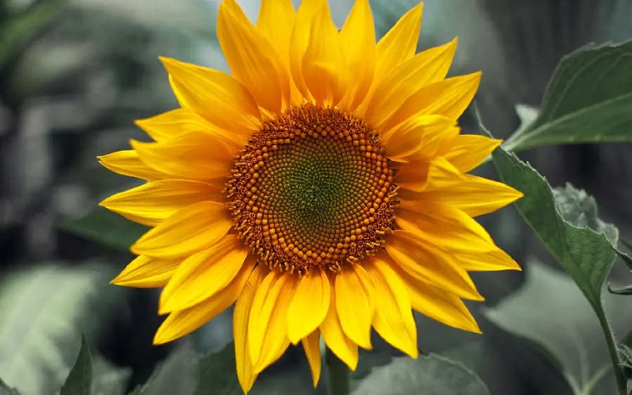New girl's profile photo of sunflowers in very good quality