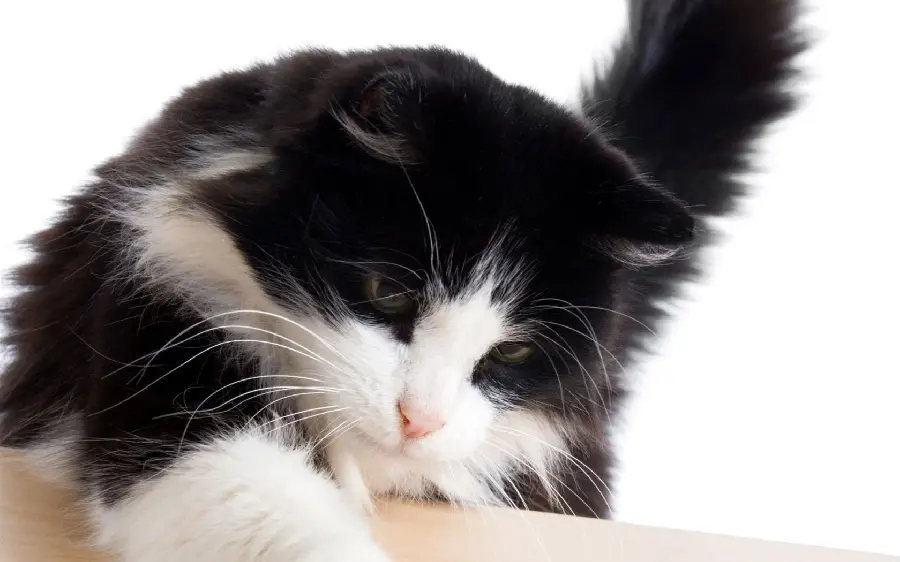 Black and white Norwegian forest cat wallpaper for animal lovers