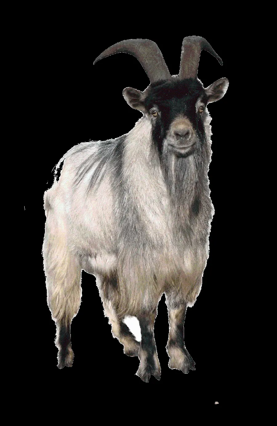 Download PNG image of a real goat with horns and long beards for free