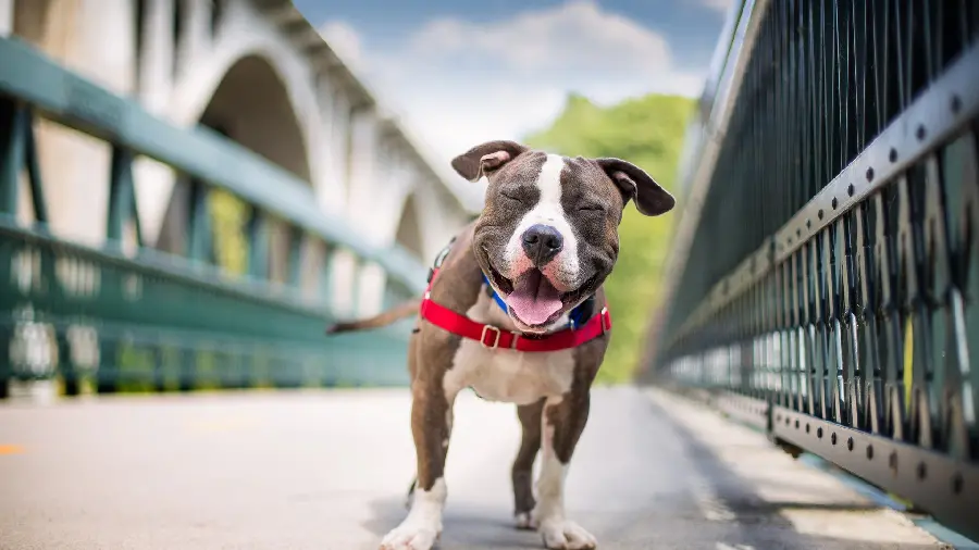 Interesting background photo of a funny pit bull dog face 1403