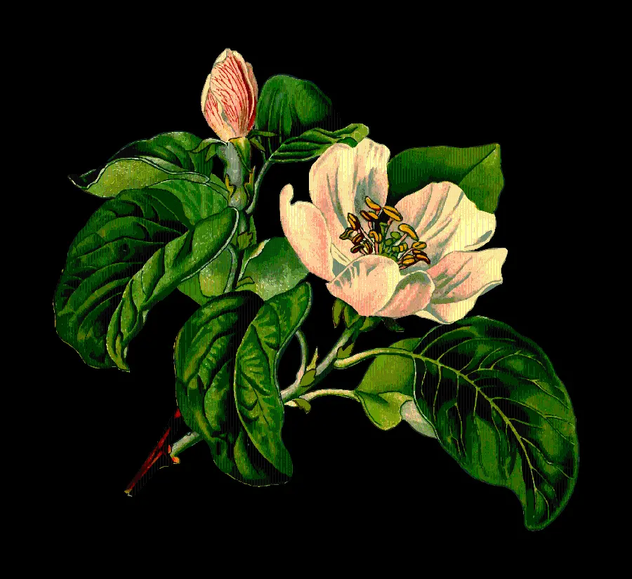 Download PNG image of a fruit tree blossom cut out