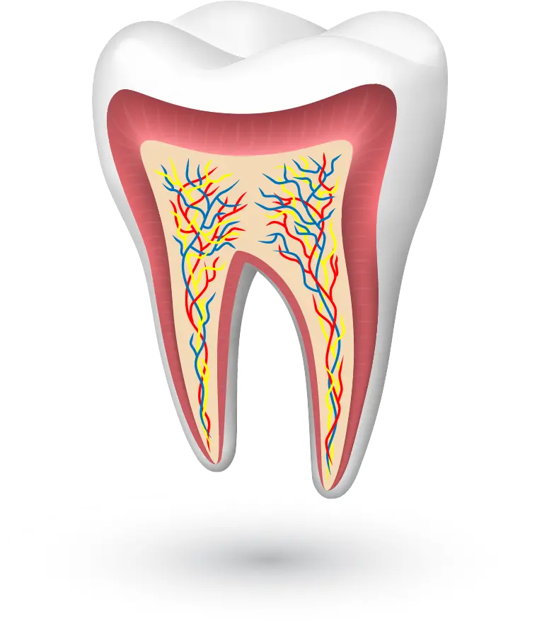 Download PNG Cutout Image of Healthy White Teeth with Strong Roots