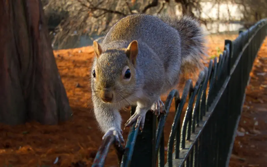 Cute Eastern Gray Squirrel Wallpaper for Animal Lovers 2024