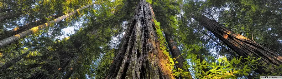 Photo of a tall sequoia tree, one of the giant tree species in the world