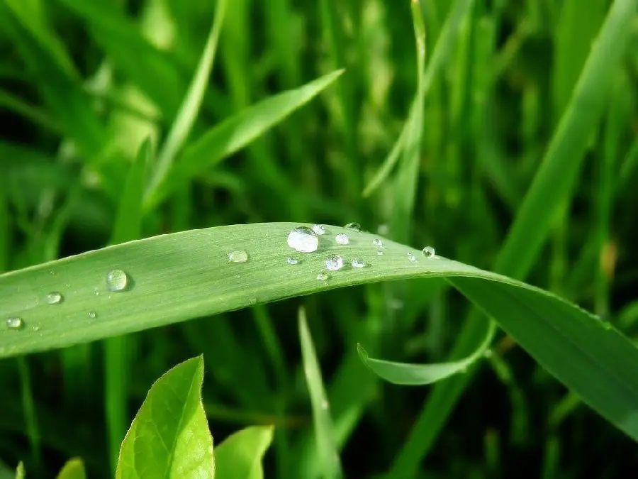 Photo of crystal dew on natural grass