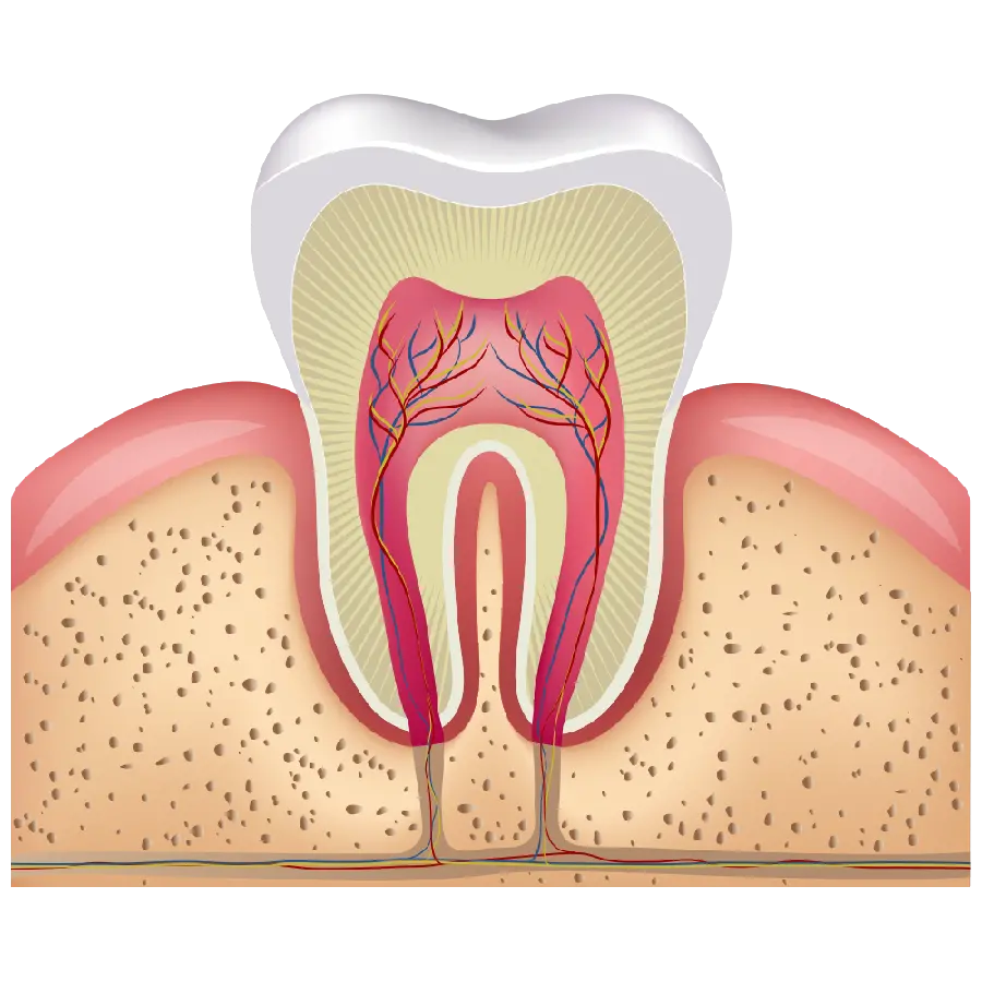 PNG photo of a tooth and root attached to the gum 