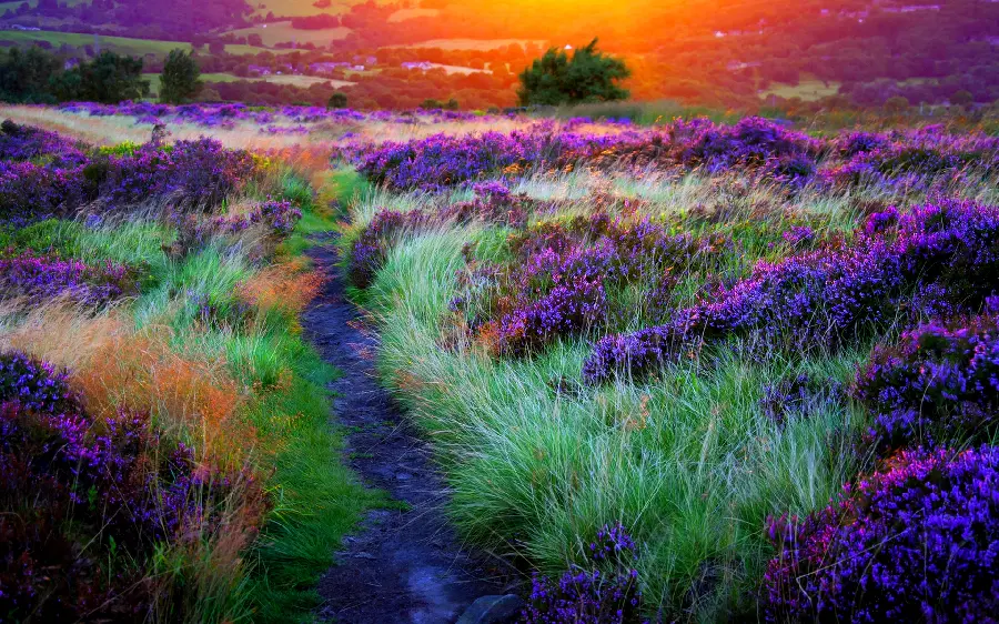 Nature profile photo of nature with lavender vegetation