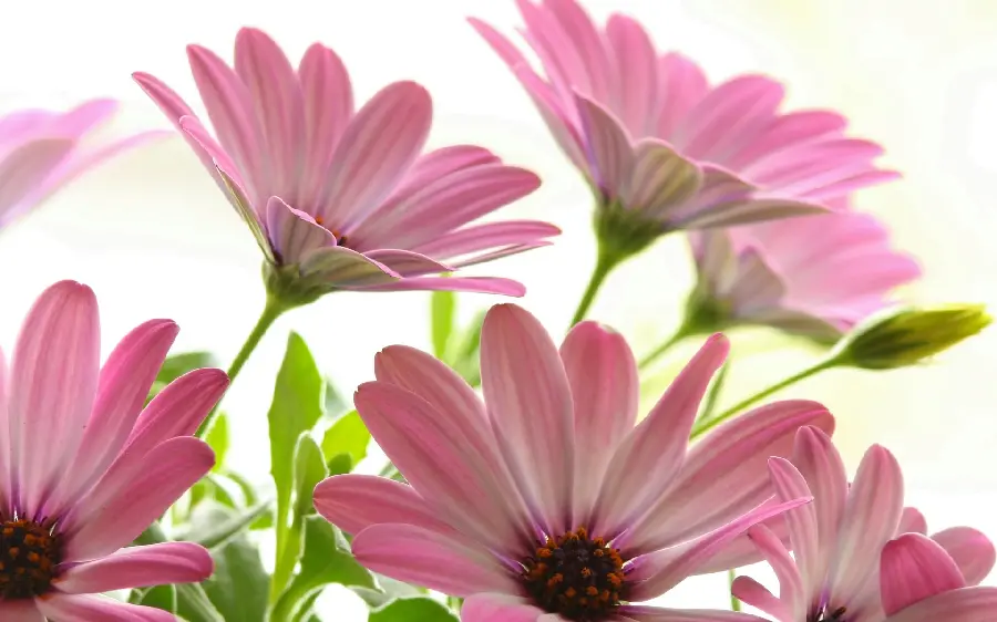 Beautiful Pink Cape Marguerite Flower Wallpaper for Wall Poster Printing