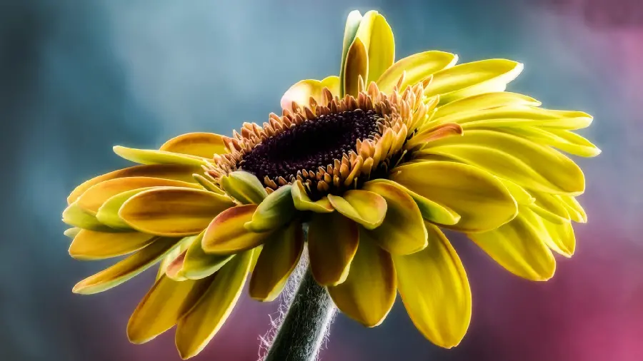 Very beautiful background photo of gerbera flower in high quality