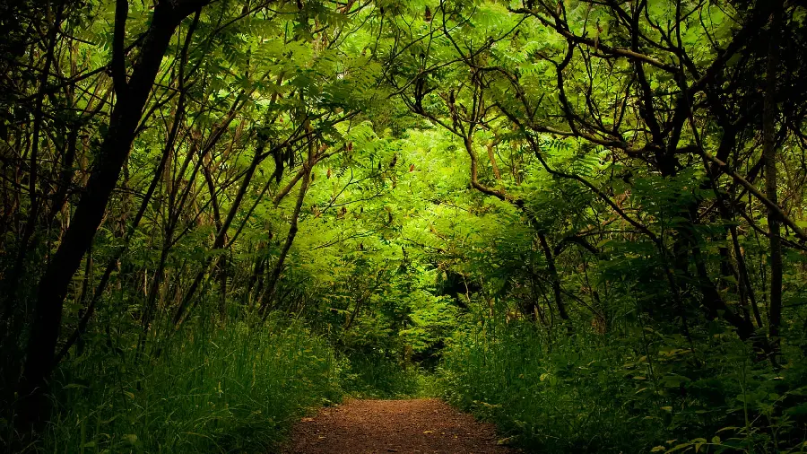 A profile photo of a forest covered with dense branches of trees