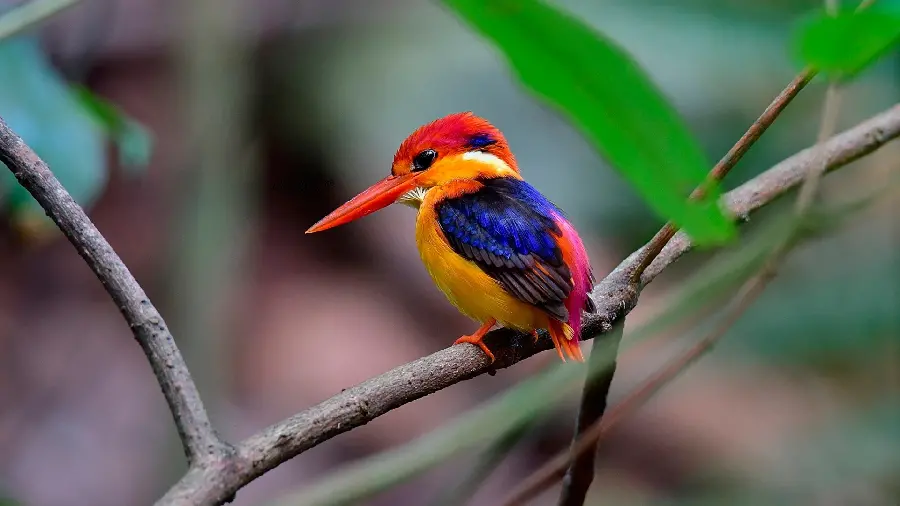 Image of a dwarf carp with special and beautiful colors new 1403