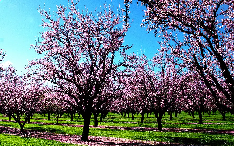 Free download of spring romantic nature wallpaper