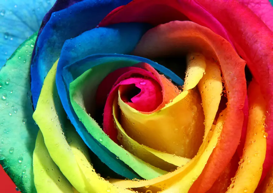 The latest rainbow rose photo with HD quality