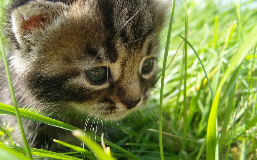 Cute kitten wallpaper for computer background selected 2023