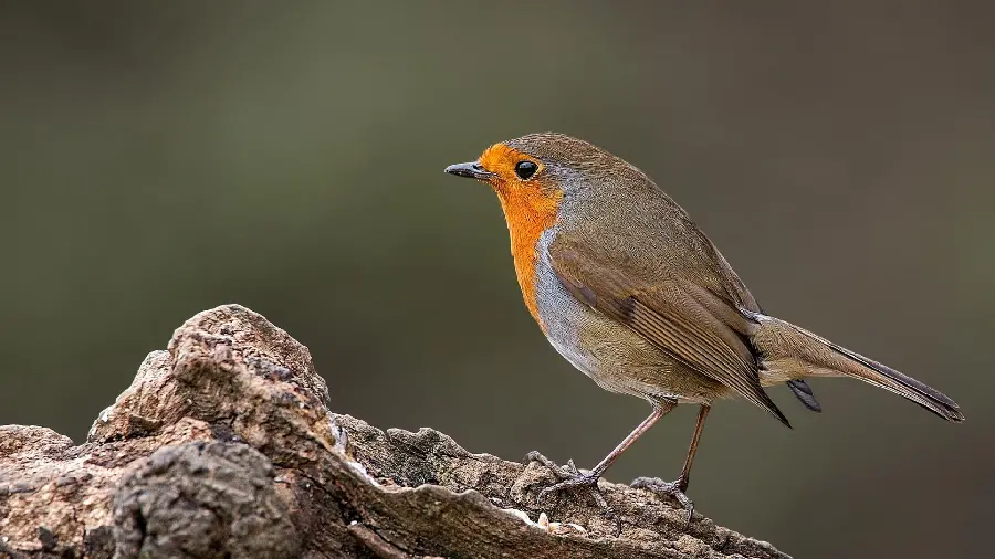 A beautiful and interesting background in 1403 of a European robin