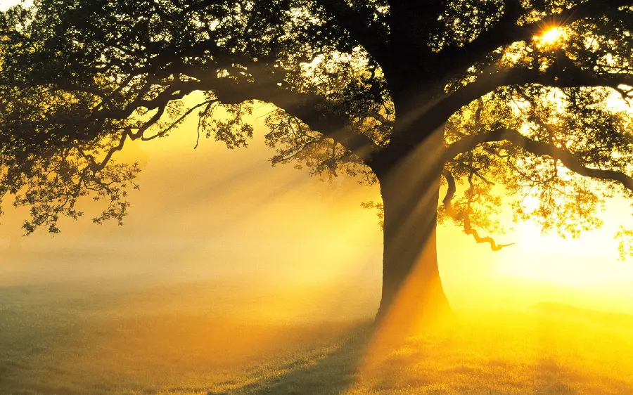 A very beautiful photo of sunlight amidst a lonely and sad tree