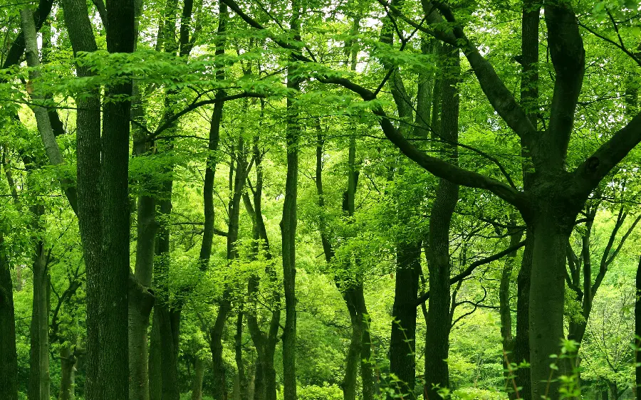 Photo of the most beautiful natural landscape with lush greenery and trees