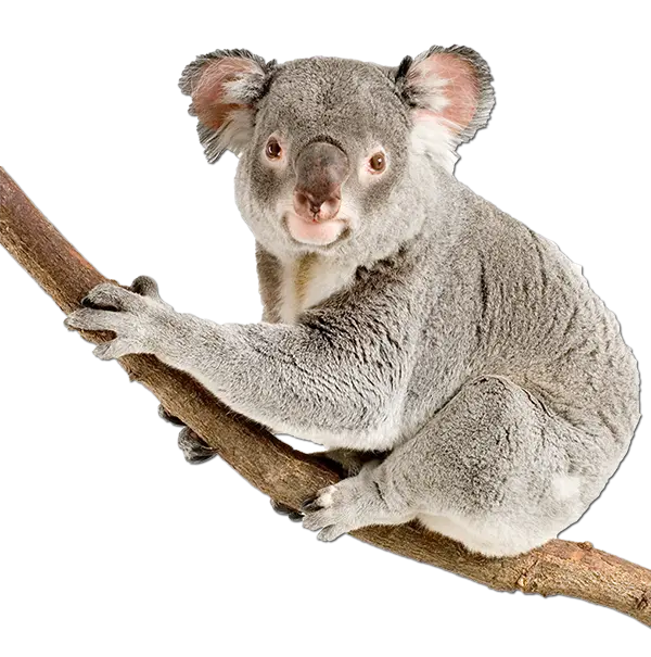 Free download of PNG image of Koala PNG cut out without background