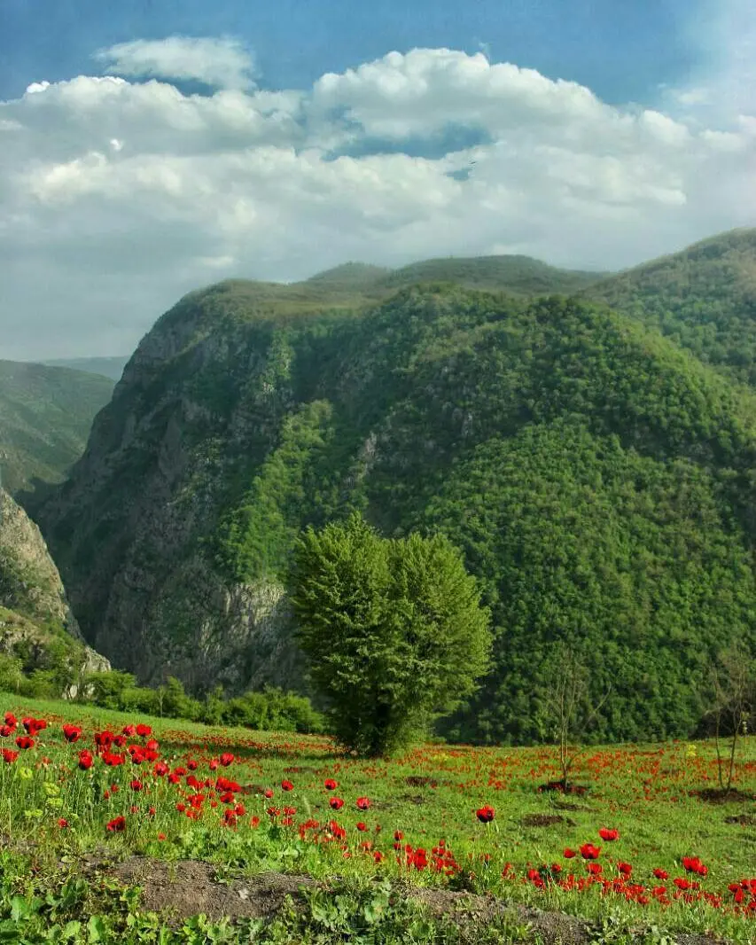 Lush plain and tulip fields of Mazandaran suitable for filming locations