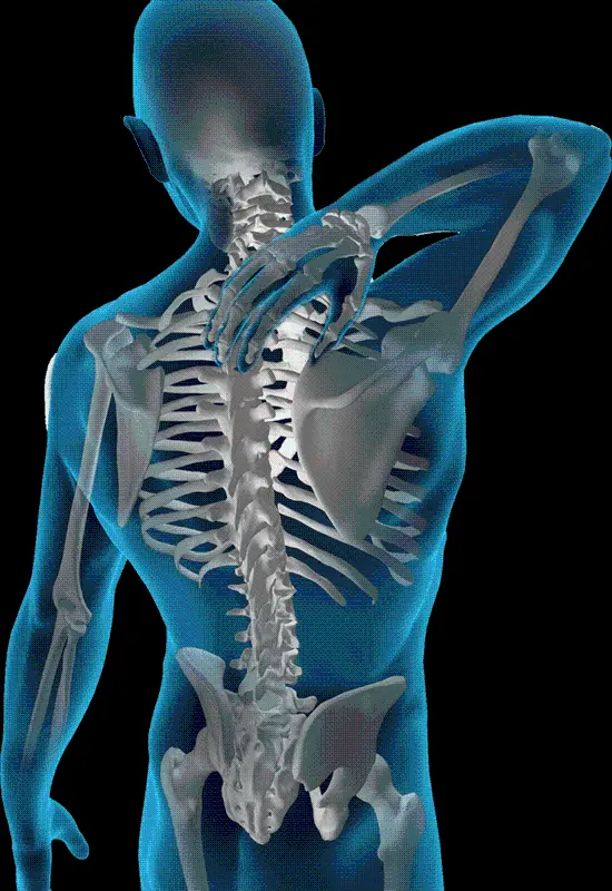 Radiological image of the human skeleton for publishing articles related to physiotherapy