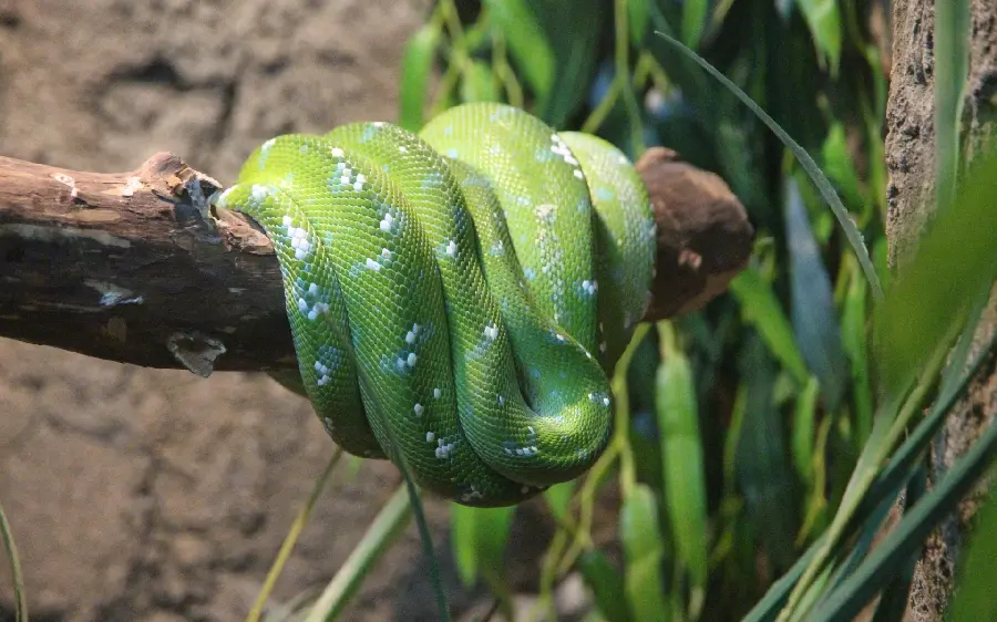 Amazing and new image of a green tree snake