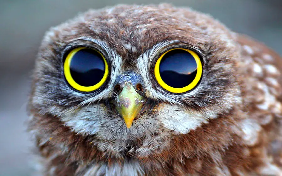 High quality Googoli baby owl laptop background