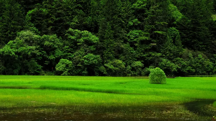 Download 5k quality lush and relaxing nature wallpaper 
