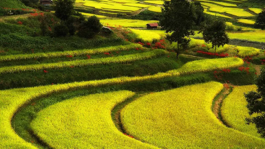 Cool photo of the combination of human creativity and the growth of lush nature