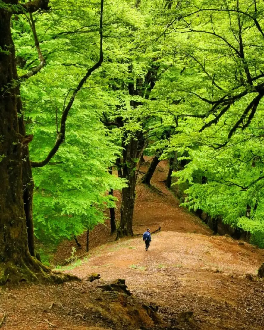 Stock photo of lush and relaxing forests of Rasht