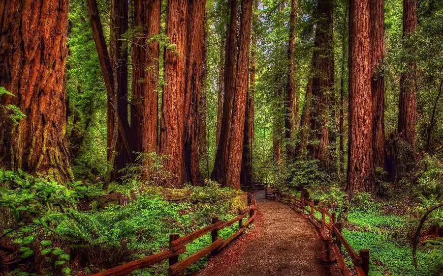 Photo of a tall redwood and giant sequoia tree