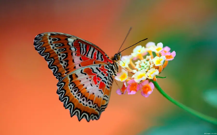 Download butterfly and flower wallpaper photos with an attractive and spectacular design for Windows 