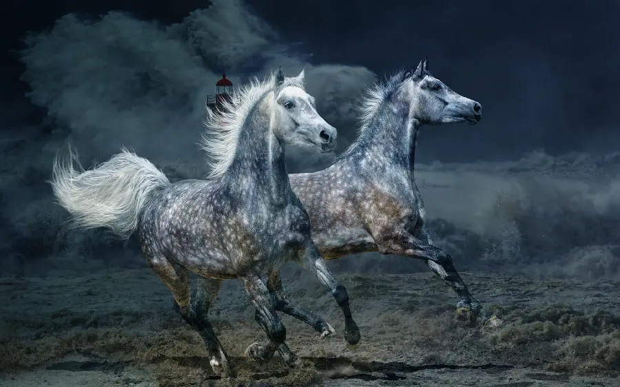 The latest background image and wallpaper designed with two thoroughbred horses