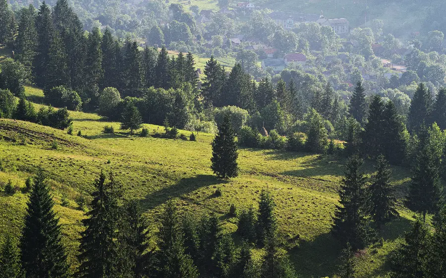 A very beautiful photo of nature with pine tree vegetation