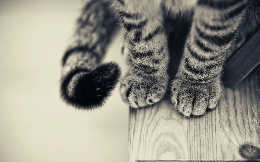 Photo of the legs and tail Fluffy black and white cat with very good resolution