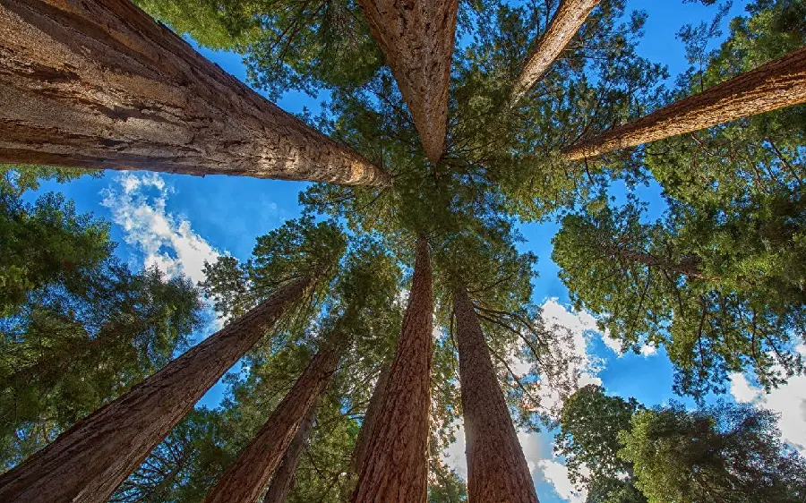 Profile photo of a tall sequoia tree for nature lovers
