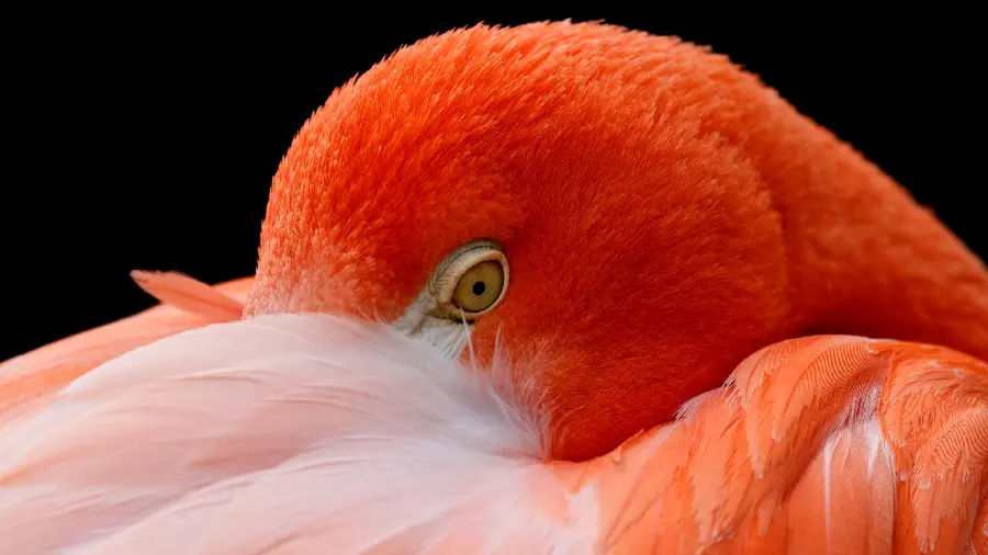 Download cute and tasty animal backgrounds suitable for all types of computers and laptops 
