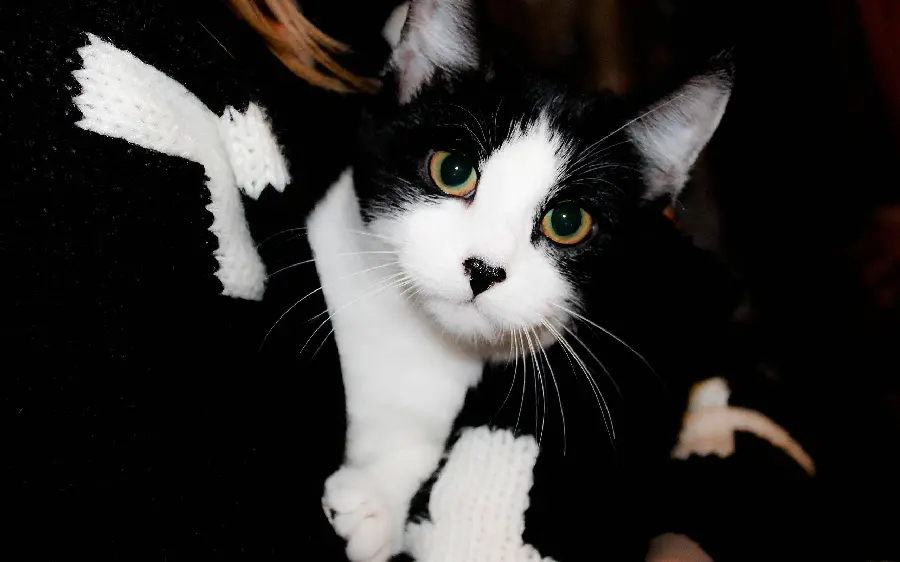 Black and white Bicolor cat photo with a cool face staring at the camera