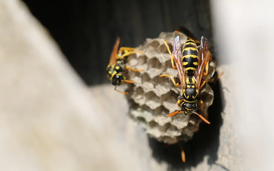 Stock 2023 with honey bee design for computer wallpaper 