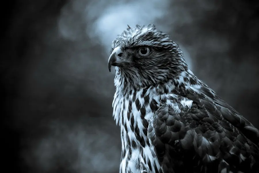 New wallpaper in a dark and gloomy theme for laptop and desktop backgrounds 