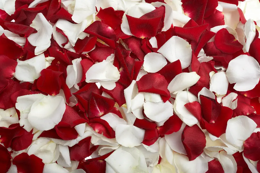 Very high quality photo designed for Valentine's Day, a romantic and romantic day 