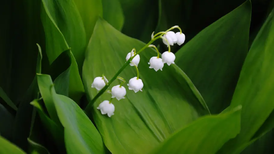 HD background Special selection 2023 modern and stylish flower and plant design 