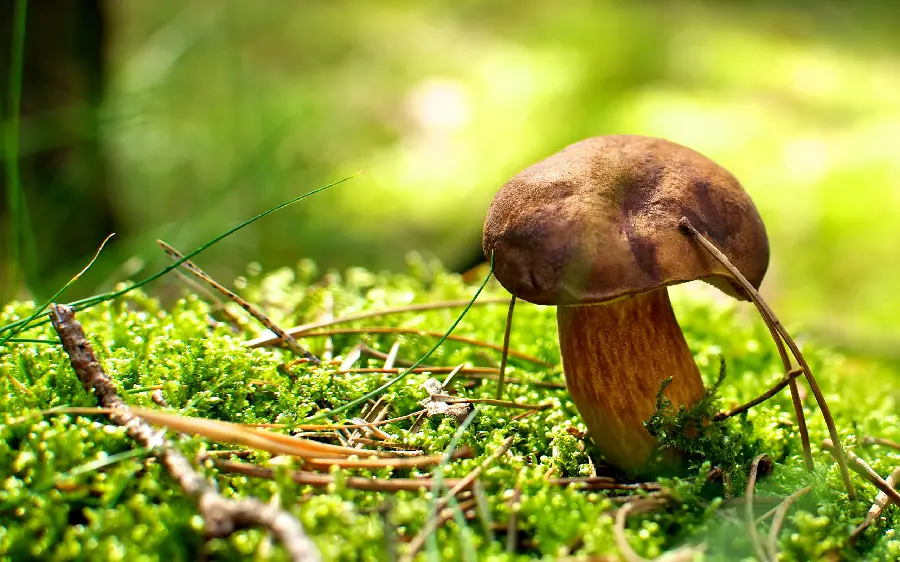 A cool wallpaper photo of an edible red mushroom growing in the Azopa rainforest