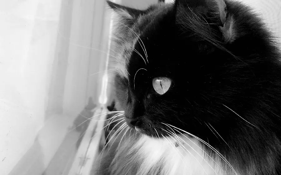 Black and white wallpaper of a very beautiful cat for printing on the back of a laptop sticker