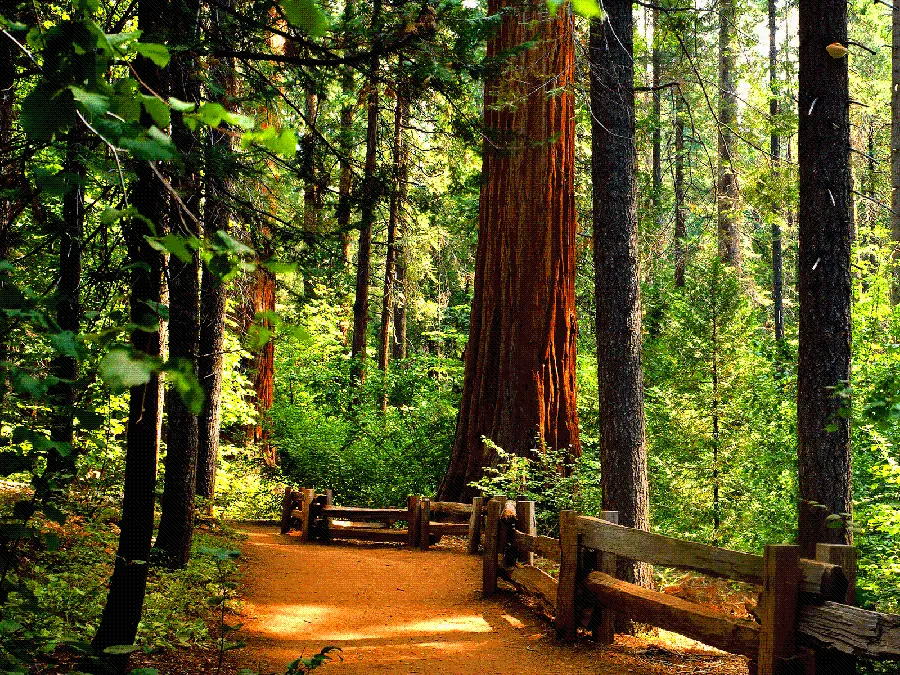 Dream image of a beautiful landscape and a tall sequoia tree