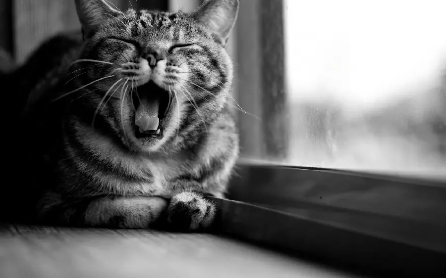 Image of catching moments of a cat yawning with a black and white theme