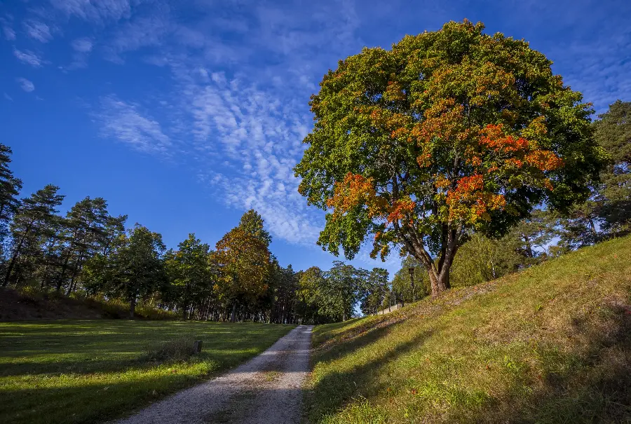 Download a completely free profile photo of nature with a direct link from the essence